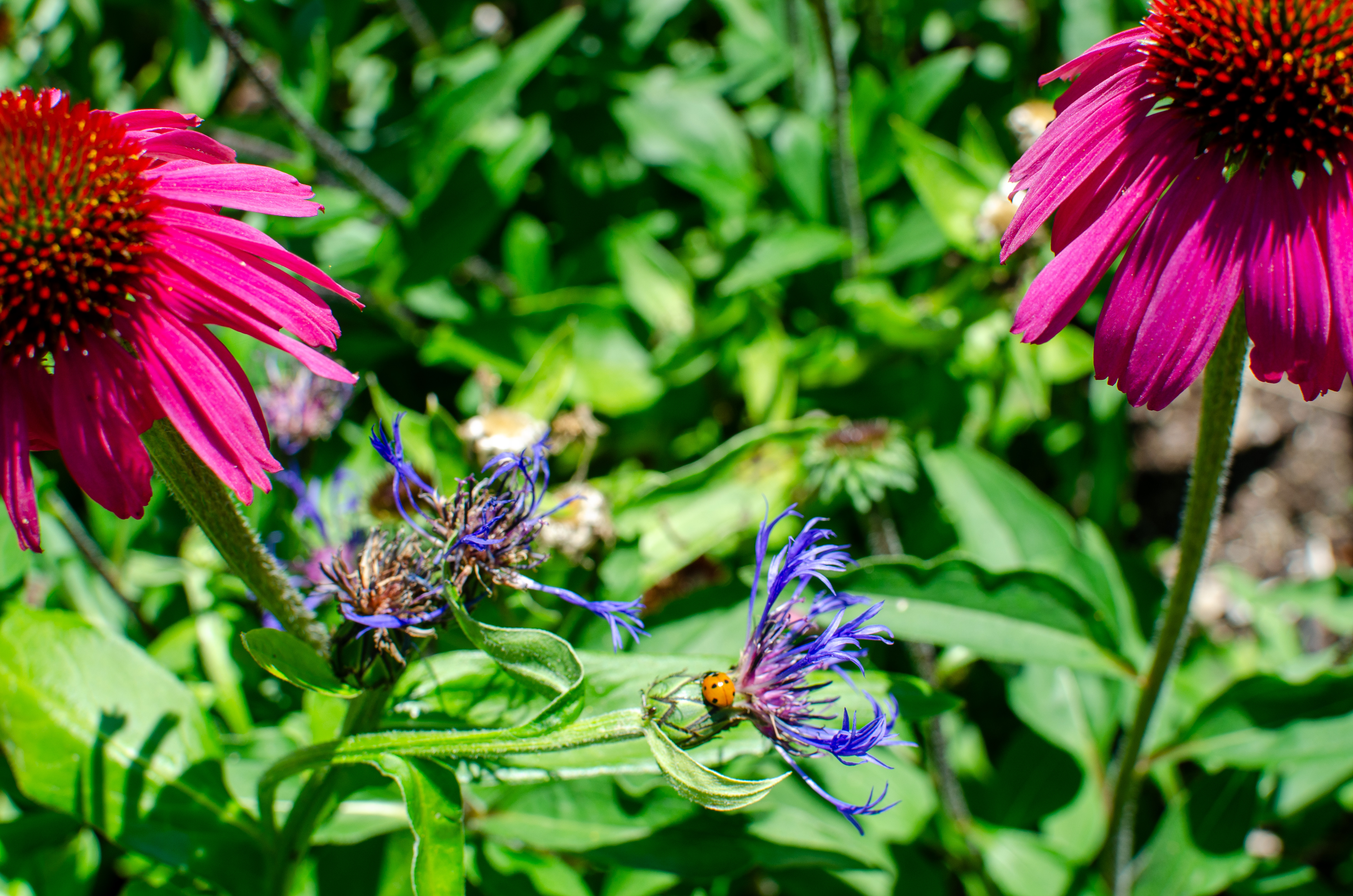 Lieveheersbeestje op bloem